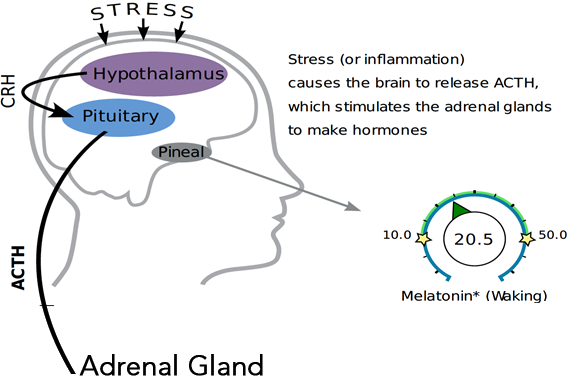 acth adrenal cortex