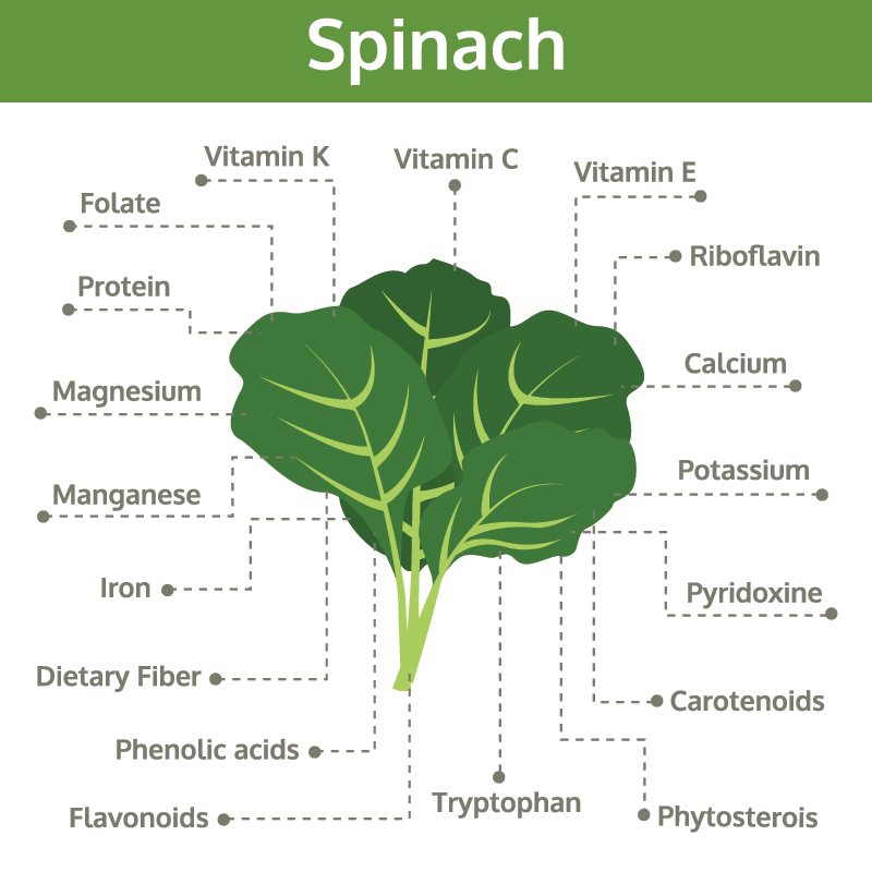 Nutritional Value Of Spinach