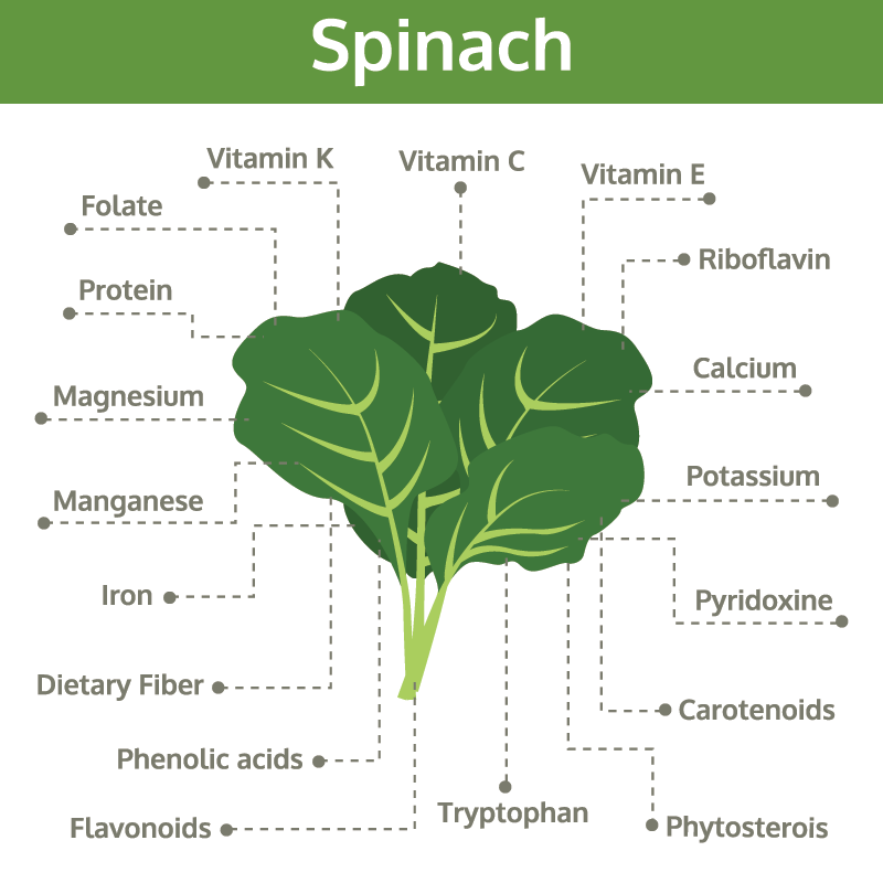 Spinach Superfood Health Benefits and The Nutritional Value Of Spinach