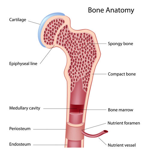 The Bone Anatomy